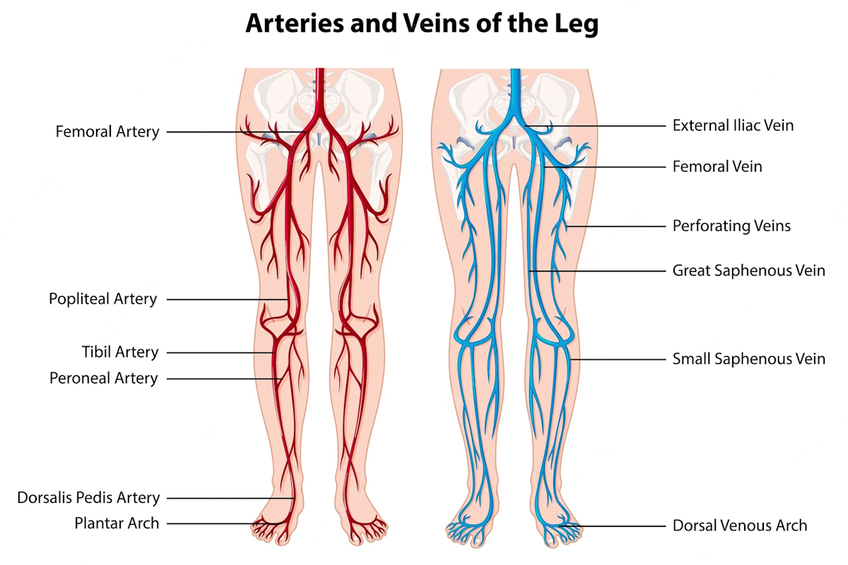 Leg Pain Difference Between Veins and Arteries illustration